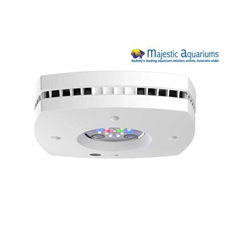 AI Prime Freshwater 16 White