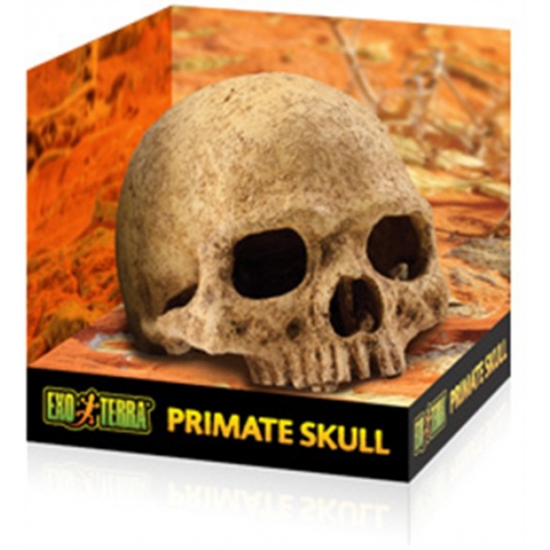 Exo Terra Primate Skull Large