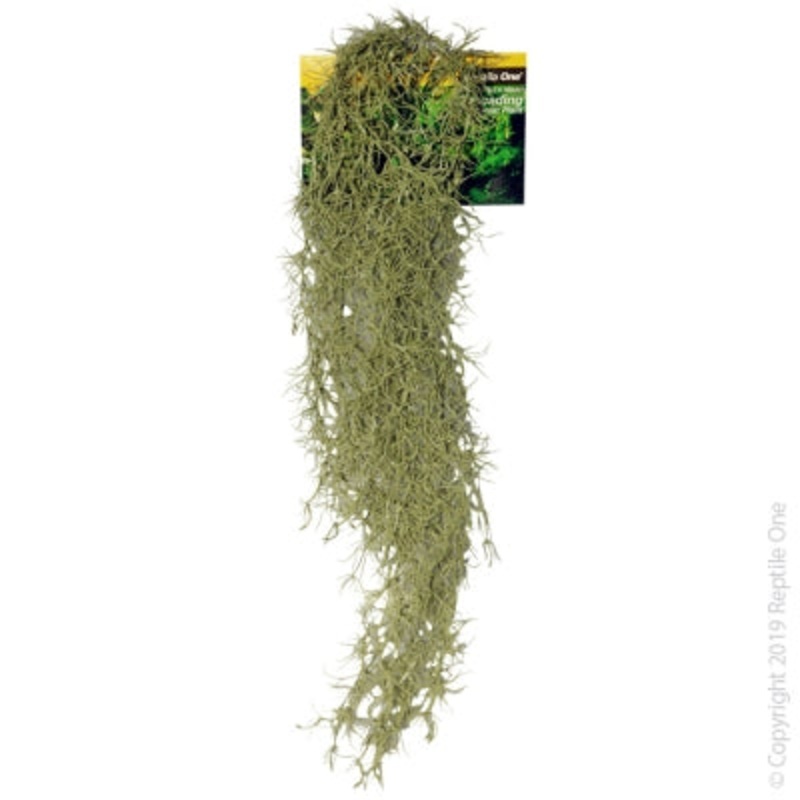 Reptile One Hanging Spanish Moss Grey Range