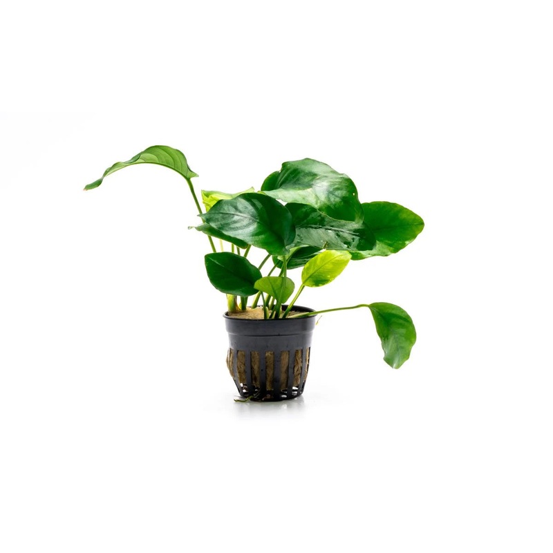 Anubias Barteri