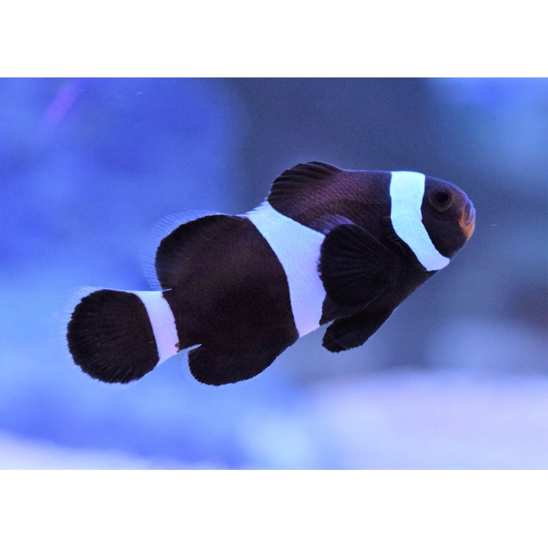 Black Ocellaris Clownfish