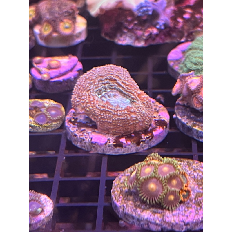 Blastoid orange/purple