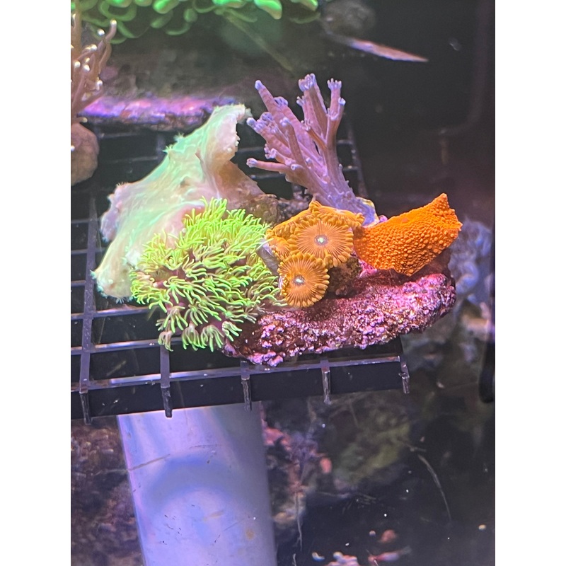 Coral Party Pack - Leather, mushroom, zoa, green star polyps