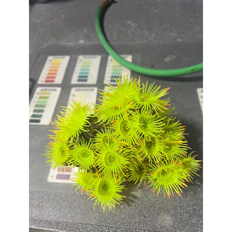 Decoration - Coral Chartruese