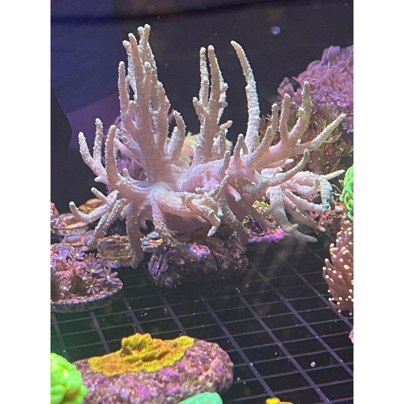 Finger Coral Leather