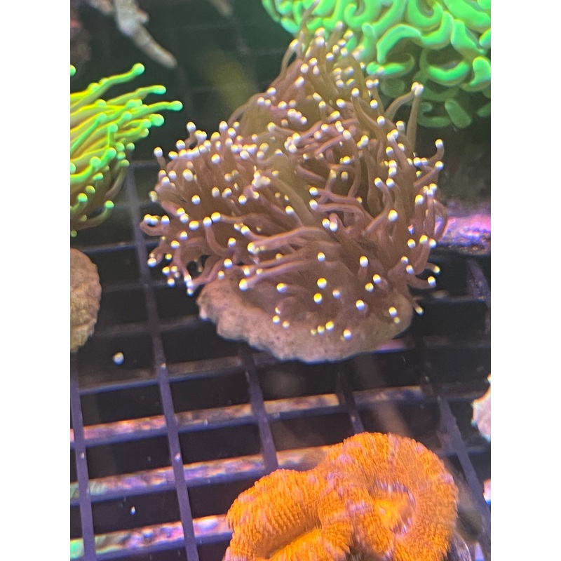 Gold Dragon Torch Coral