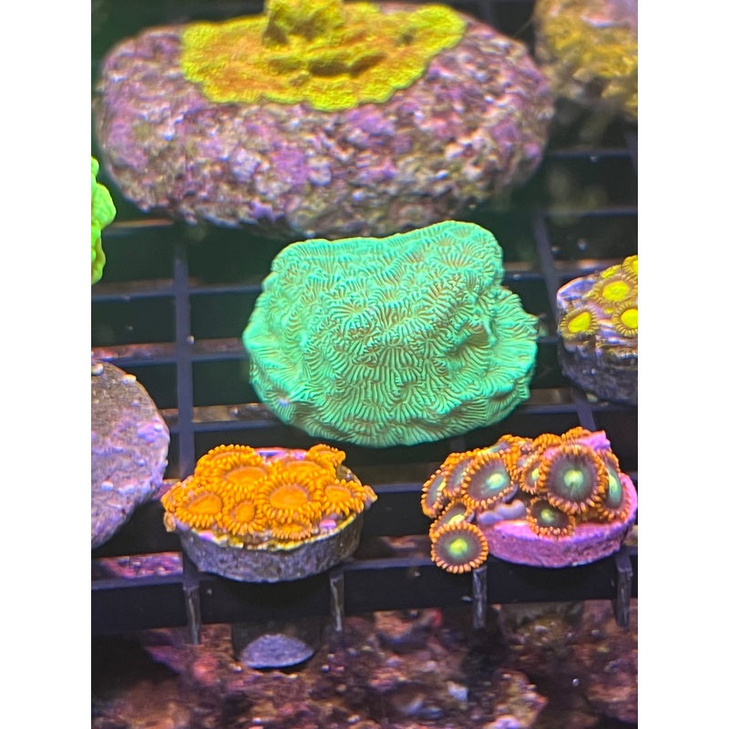 Green Lepto Coral
