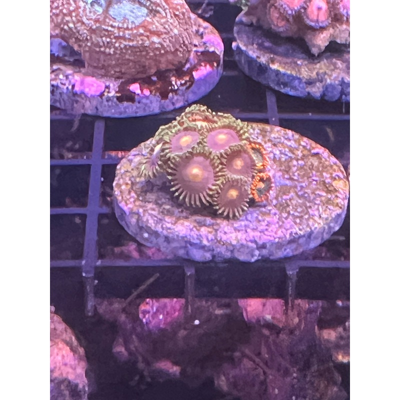 Green/Orange Zoanthid