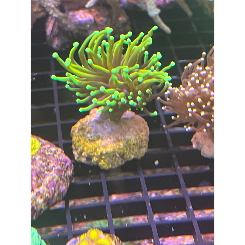 Green Torch