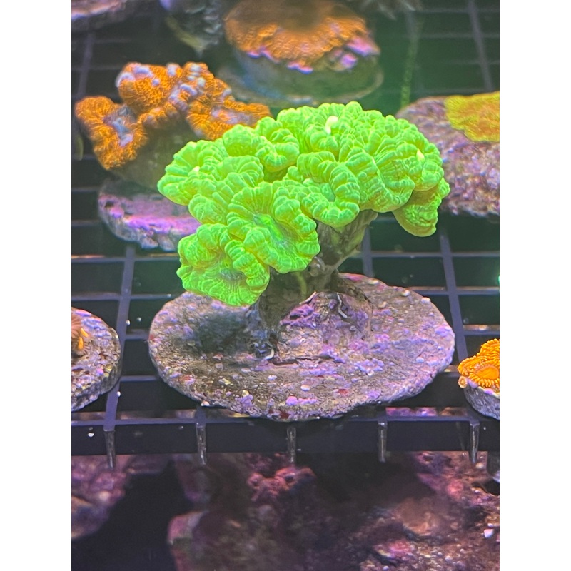 Kryptonite Candy Canes Coral