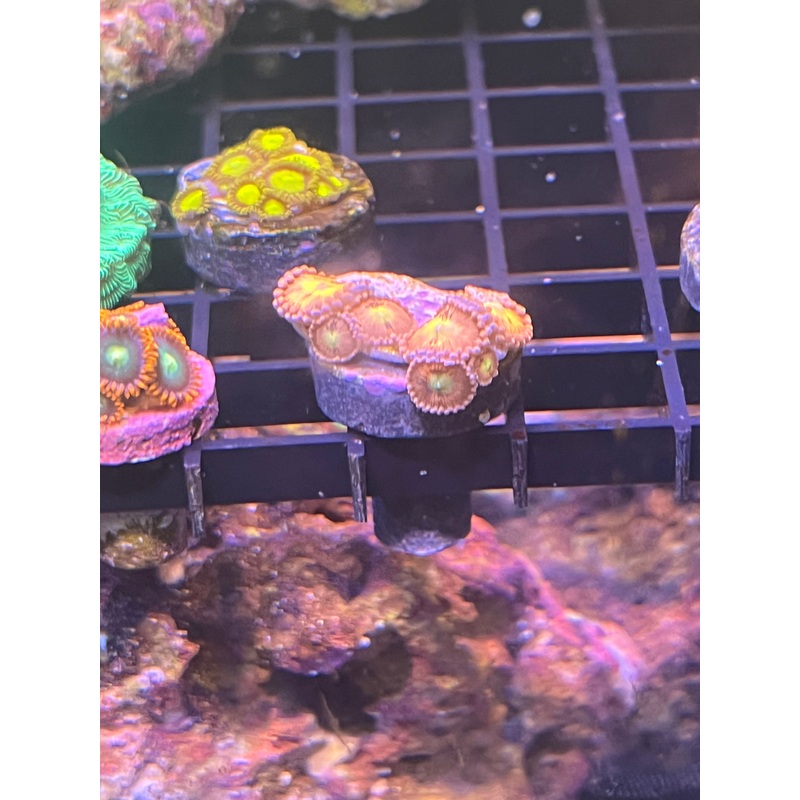 Lime/Yellow Zoanthid