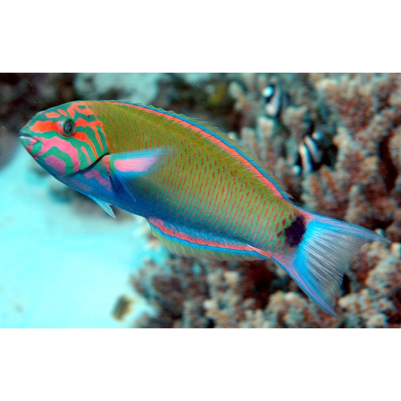 Lunare Wrasse