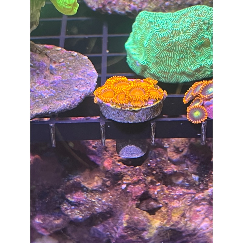 Orange Bam Bam Zoanthid