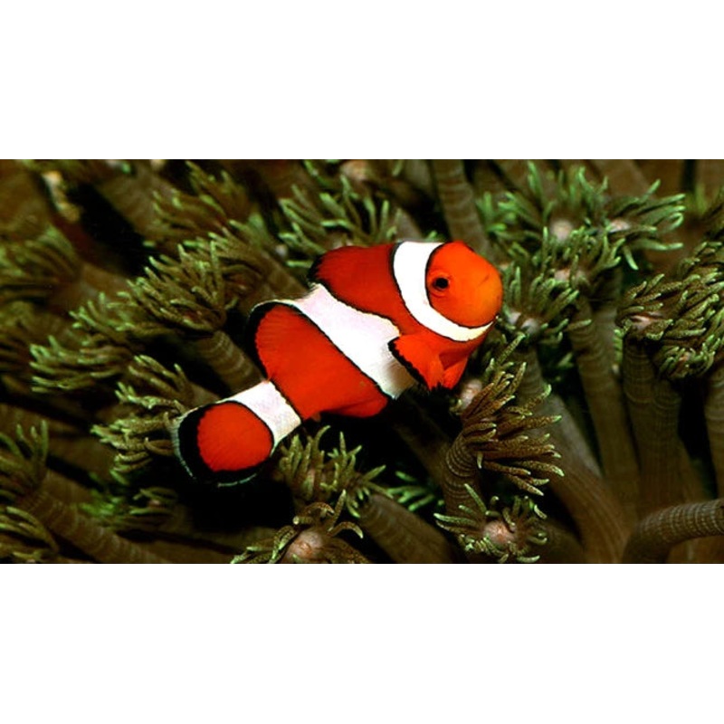 Orange Standard Ocellaris Clownfish (Large)
