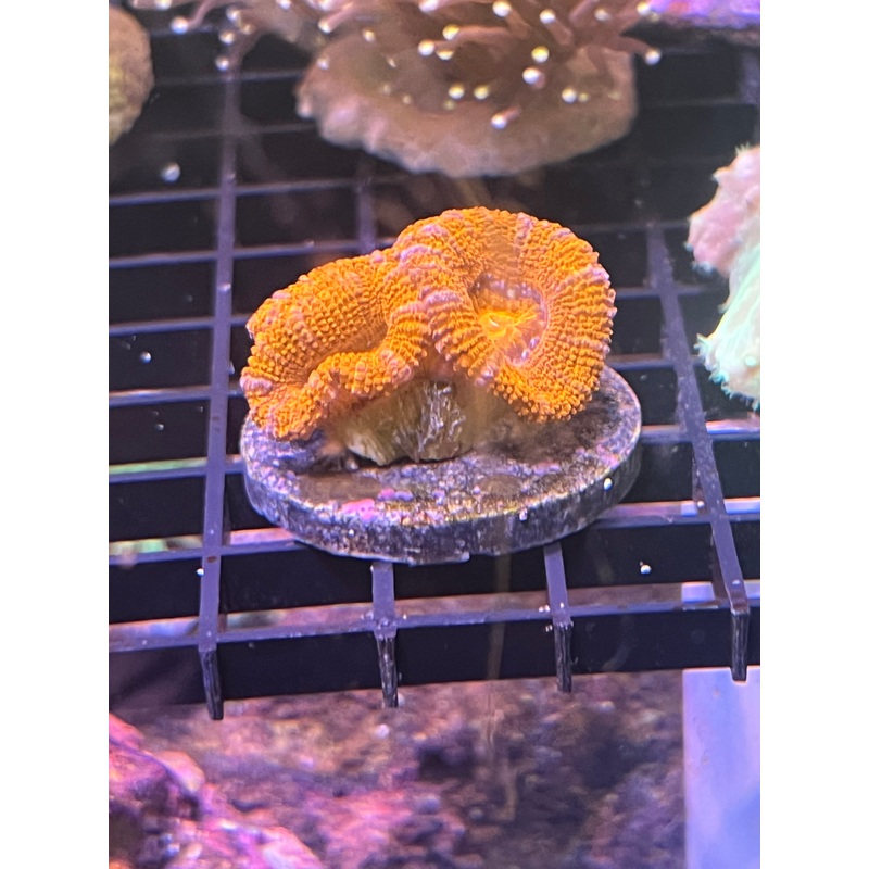 Pink Stripe Acan