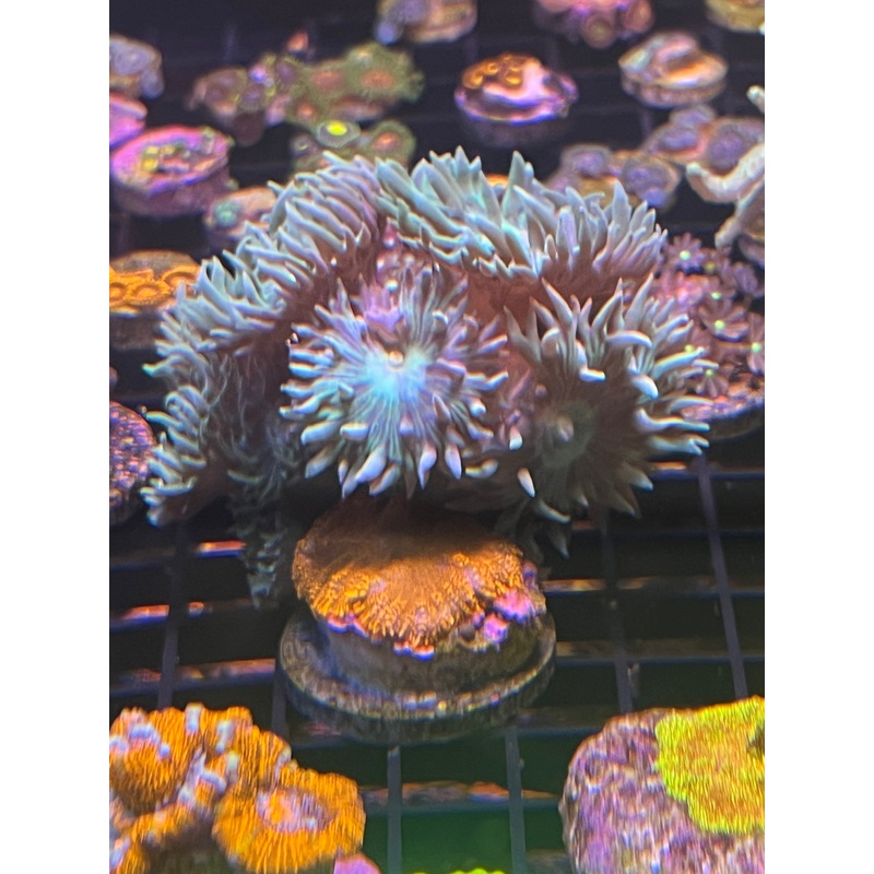 XL Duncan Coral