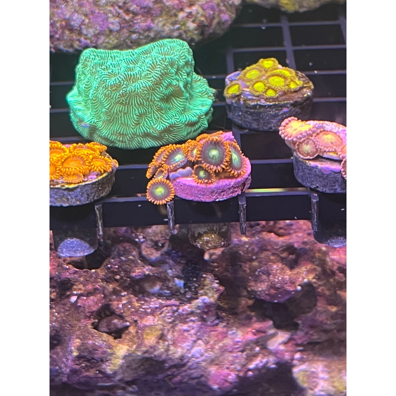 Zoanthid - Orange, green, yellow