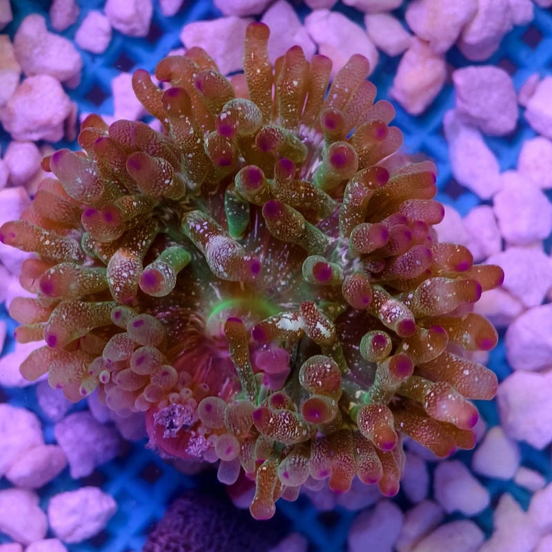 Colored Bulb Anemone - Entacmaea Quadricolor