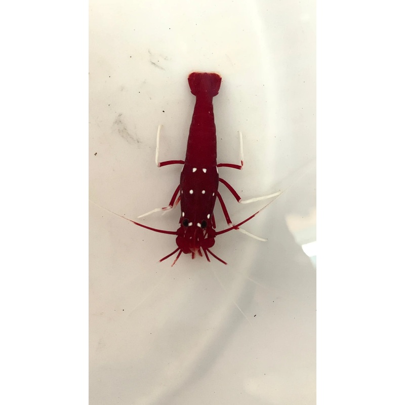 Fire Shrimp