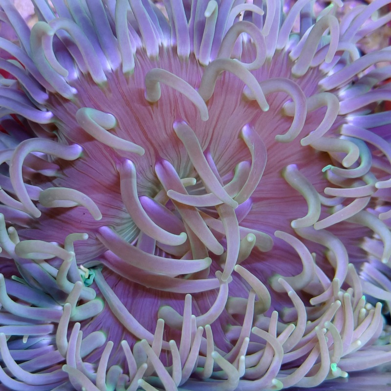 Long Tentacle Anemone - Macrodactyla Doreensis