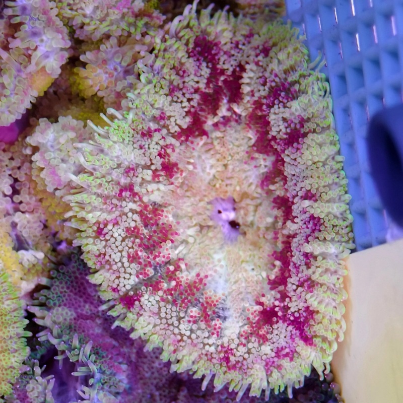 Maxi-Min Carpet Anemone - Cryptodendrum Sp.