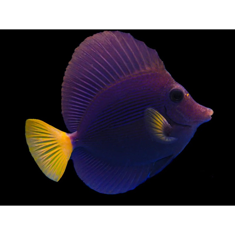 Purple Tang