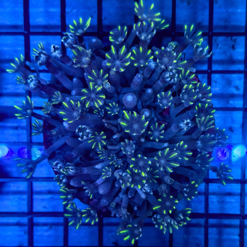 WYIWYG C Clavularia - Green Clove Polyp