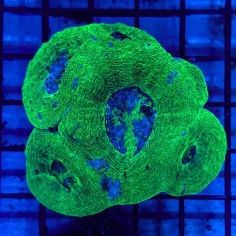 WYSIWG Green Acanthastrea Bowerbanki