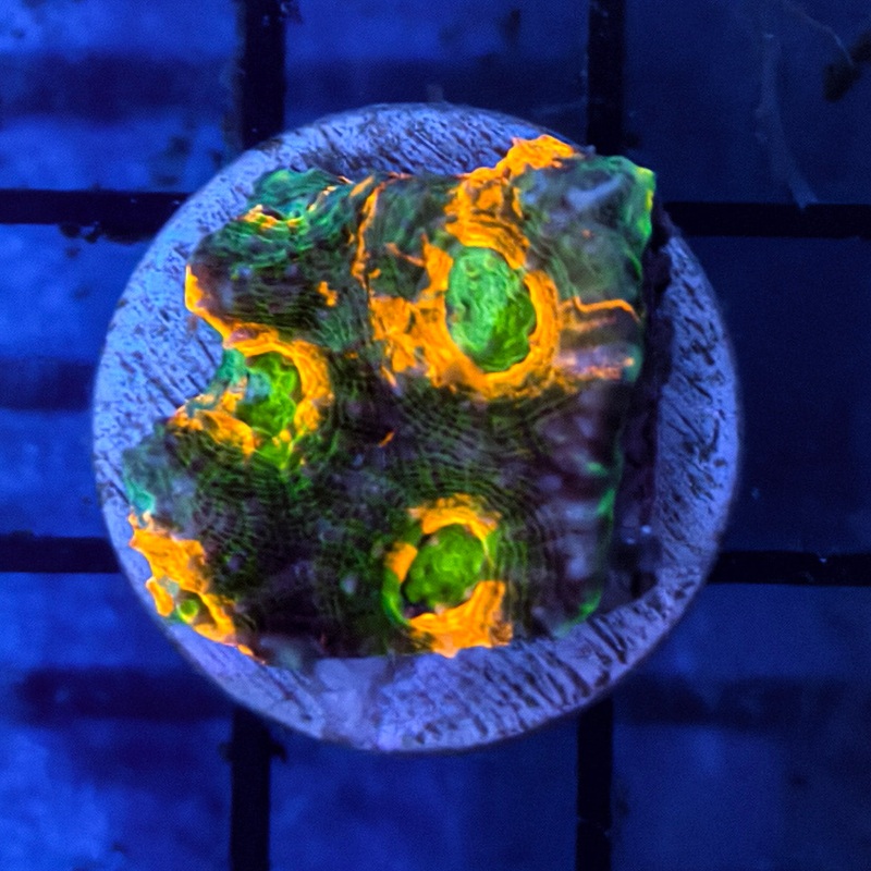 WYSIWG Neon Green & Orange Acan