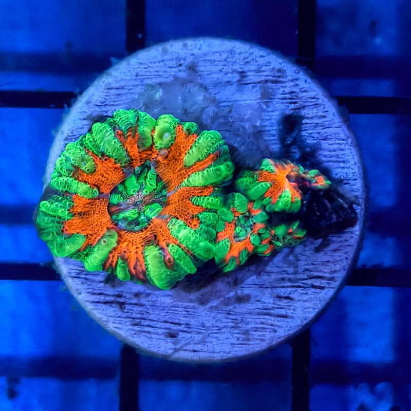 WYSIWG Orange & Green Acan