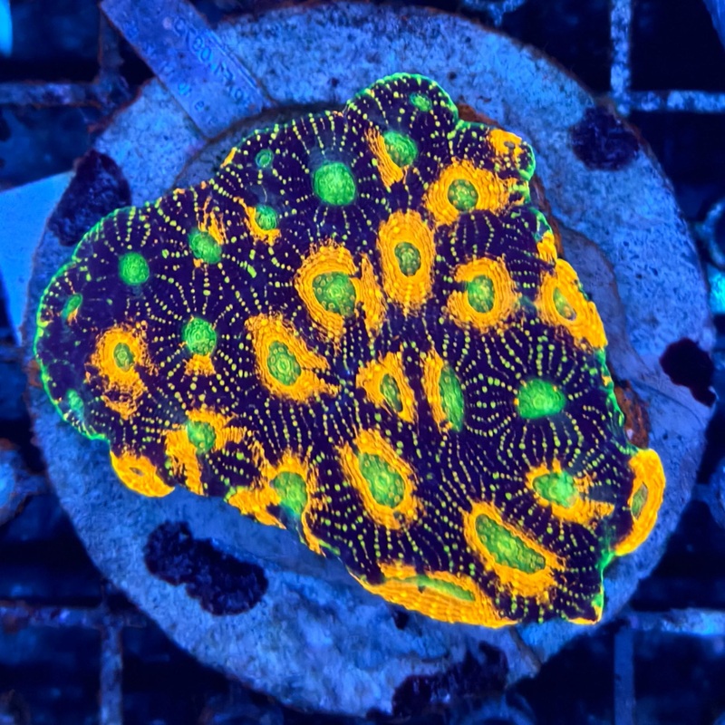 WYSIWYG Acanthastrea Echinata
