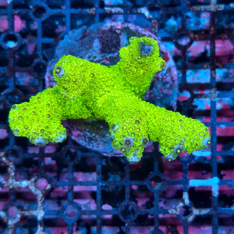 WYSIWYG Acropora sp. - A12