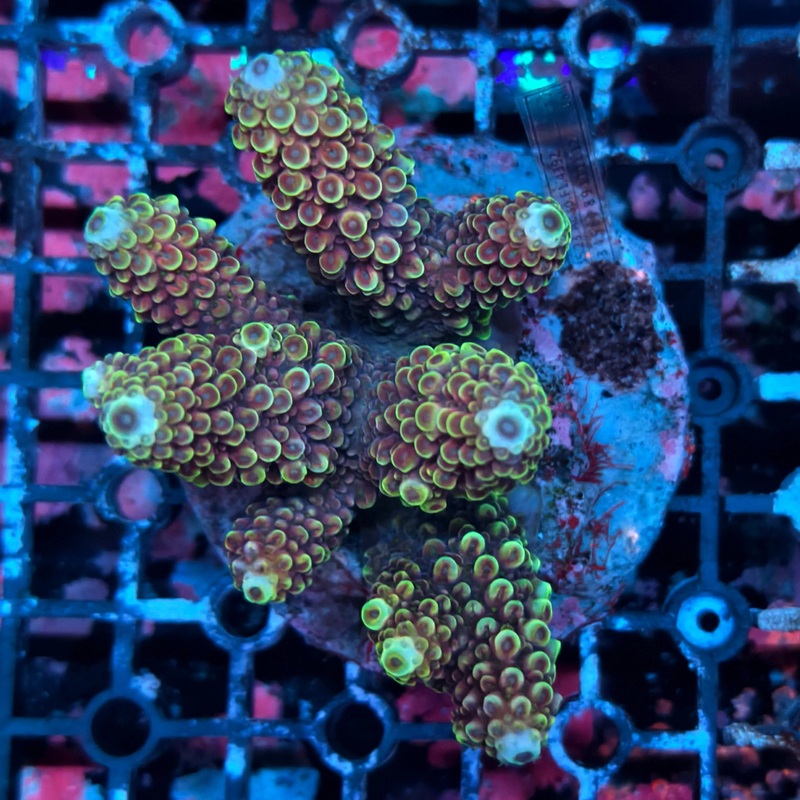 WYSIWYG Acropora sp. - A16