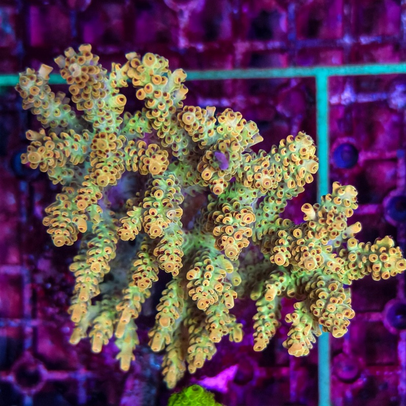 WYSIWYG Acropora sp. - A17