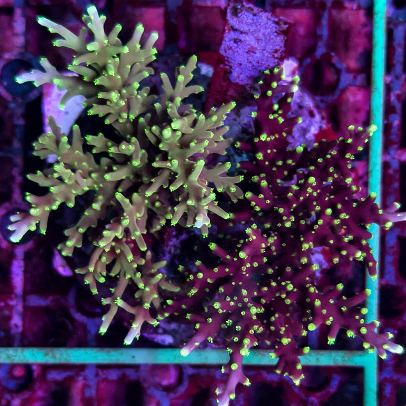 WYSIWYG Acropora sp. - A21