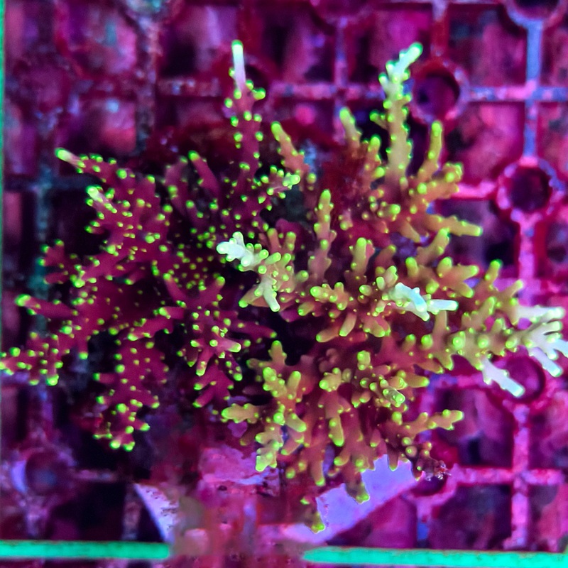 WYSIWYG Acropora sp. - A40