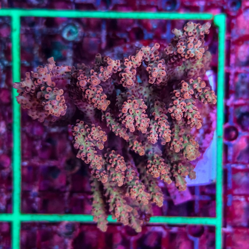 WYSIWYG Acropora sp. - A7