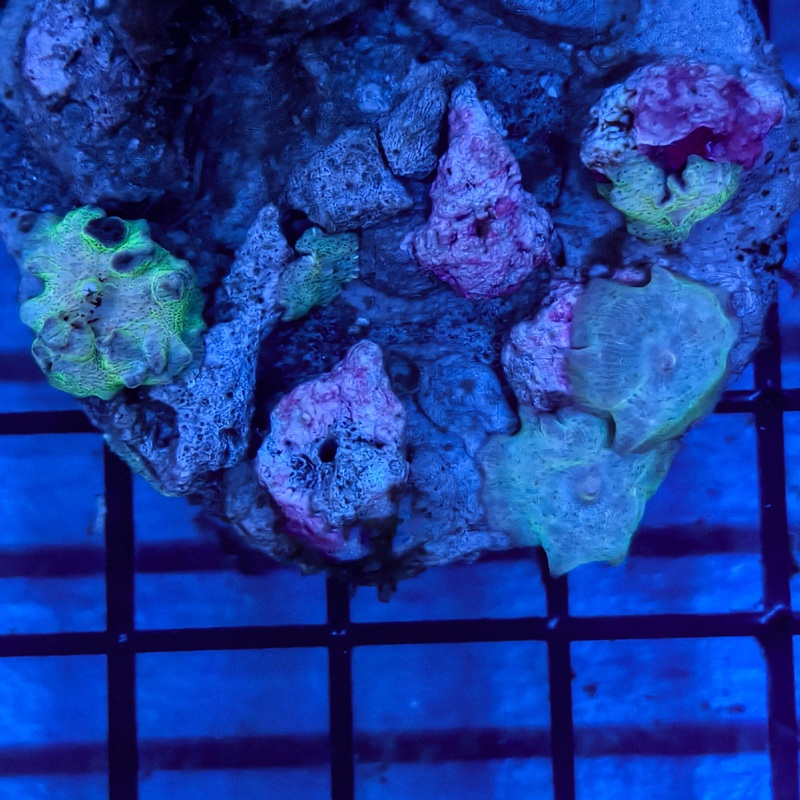WYSIWYG Blue Discosoma Mushroom