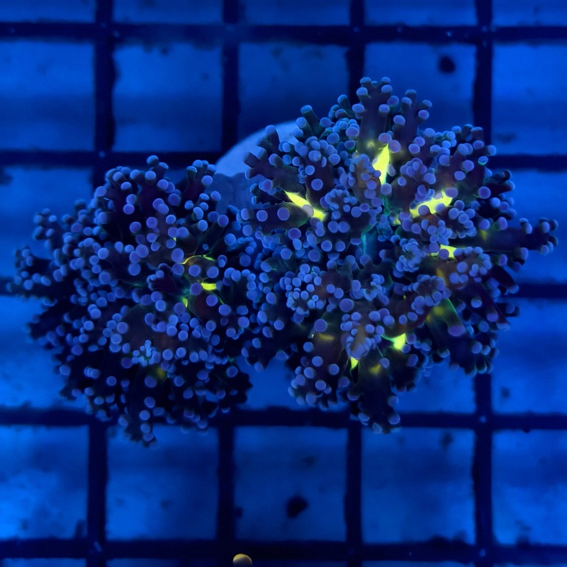 WYSIWYG Blue Tip Frogspawn