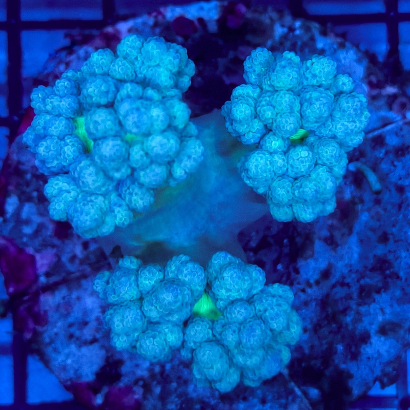 WYSIWYG C Capnella sp. - Kenya Tree Coral