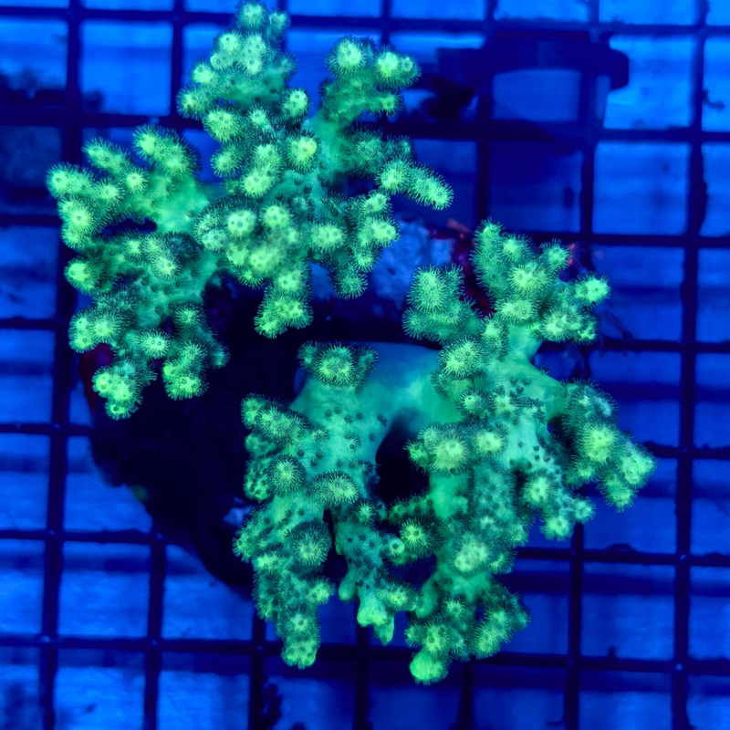 WYSIWYG C Neon Green Kenya Tree