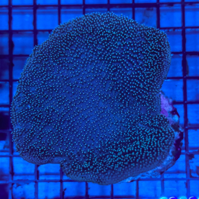 WYSIWYG C Sarcophyton sp. - Saluwesi Leather Coral