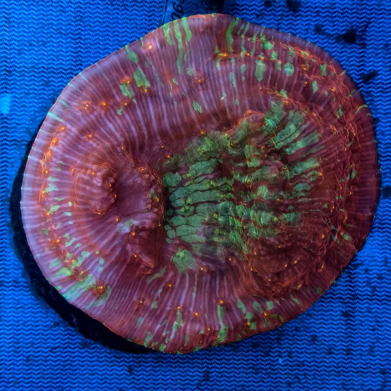 WYSIWYG Chalice Coral