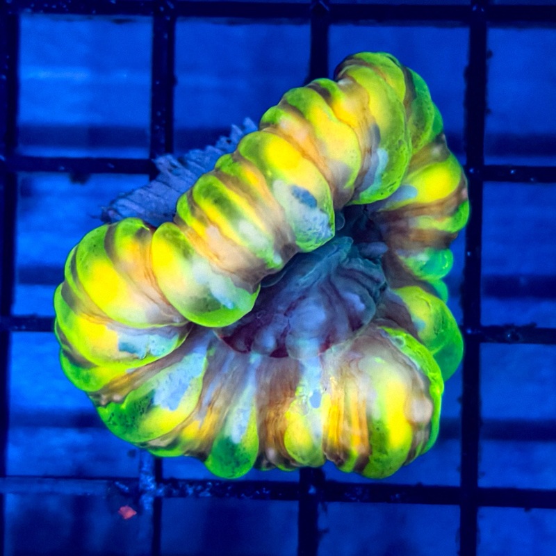 WYSIWYG Cynarina