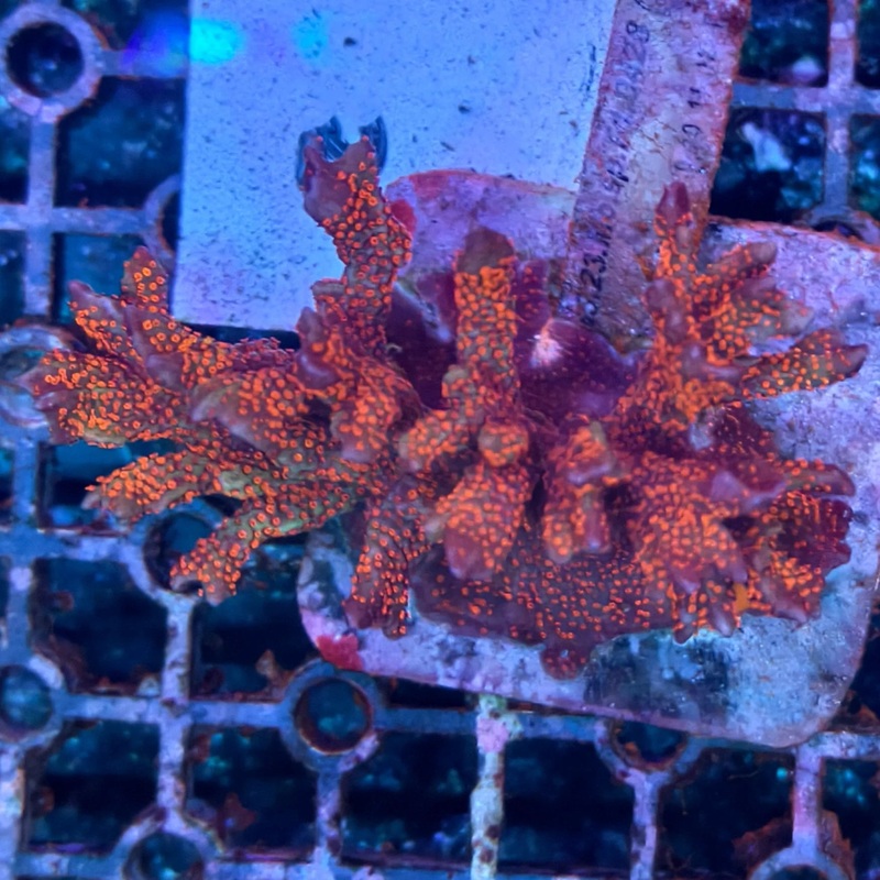WYSIWYG Forest Fire Montipora