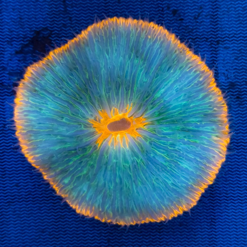 WYSIWYG Fungia Plate Coral
