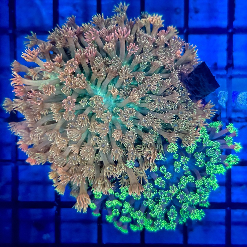 WYSIWYG Goniopora  - Flowerpot Garden