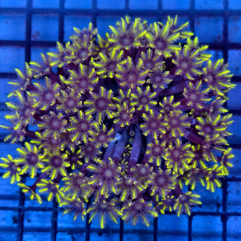 WYSIWYG Green Clove Polyps