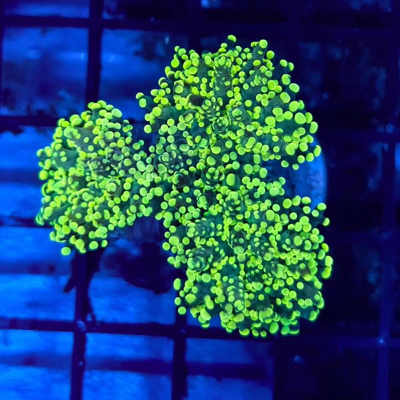 WYSIWYG Green Frogspawn