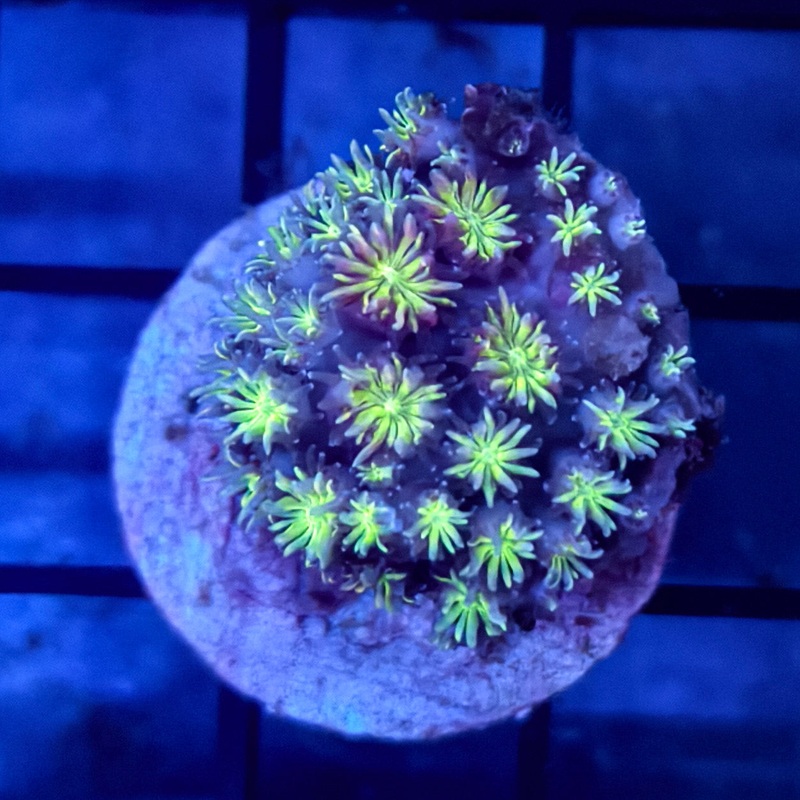 WYSIWYG Green Galaxea